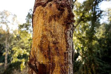 Tree with sap and background a forest. Trunk detail