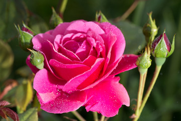 Fototapeta premium Beautiful bright pink rose in the garden