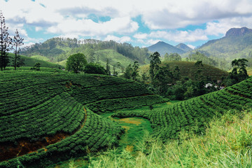 Tea Plantation in Sri Lanka