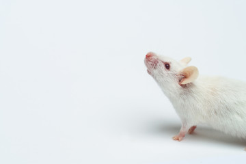 white laboratory mouse close-up isolated on white background