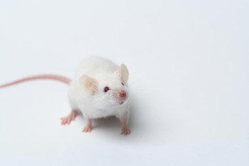 white laboratory mouse close-up isolated on white background