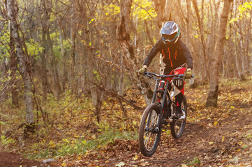 Fototapeta na wymiar a young rider driving a mountain bike rides at speed downhill in the autumn forest.