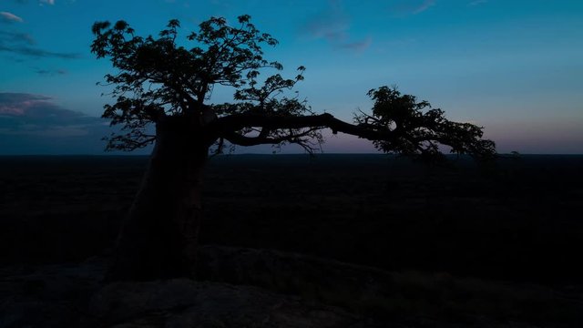A slow panning timelapse of RhodesÍ Baobab in Mashatu Game Reserve, Botswana at dawn as the day break with the rising sun. 