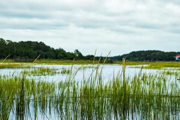 south carolina low country marsh flooded during gray cloudy da