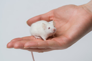 A man is holding a white laboratory mouse