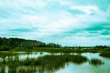 flock of birds fly over south carolina low country marsh on cloudy day