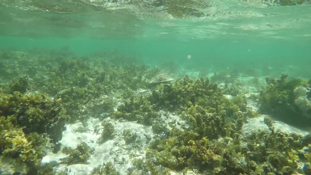 Go Pro point of view while snorkelling in La Digue, Seychelles swimming with a sea turtle (Hawksbill Turtle) through coral reefs and plants. POV.  