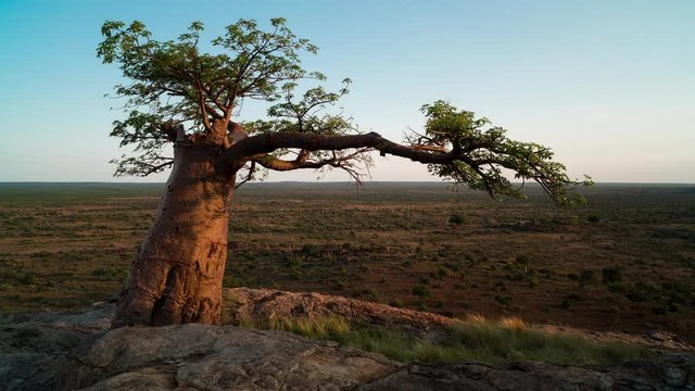 An early morning sunrise of a majestic Baobab (Rhodes&Iacute; Baobab) looking down into the valley with a slow pan, Botswana, Mashatu. 