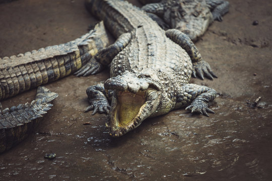 Closeup of an alligator with its mouth open