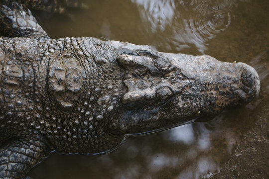 Top view of the head of an alligator