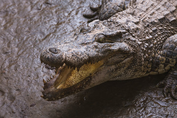 Closeup of an alligator with its mouth open