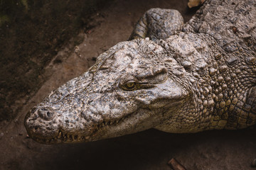Obraz premium Top view of the head of an alligator