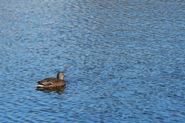 Single female duck floating on endless blue water with wavelet
