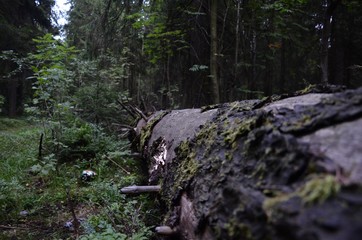 Karelian forest