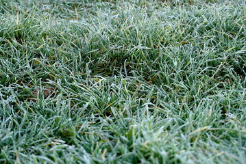 First Frost On The Grass