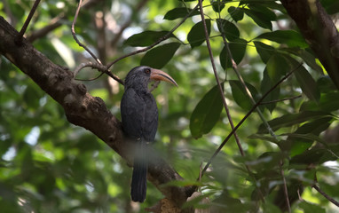 Malabar Grey Hornbill photographed in Thattekad, Kerala