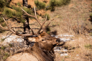 Bull Elk closeup portrait in morning sun in Colorado Rocky Mountains