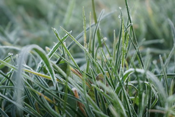 First Frost On The Grass