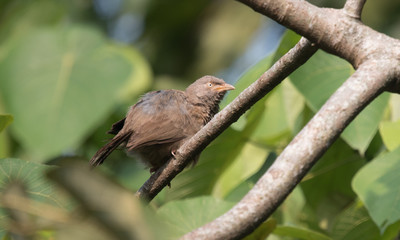 Jungle Babbler