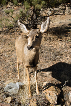 Mule Deer Doe Closeup