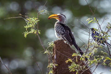 Southern yellow billed hornbill in Kruger National park, South Africa