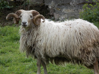 Obraz premium Mouton