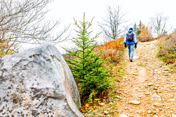 Obraz premium Man in cold jacket hiking uphill on trail path hill meadow on yellow, golden autumn hike with pine tree, rocks, boulders during cloudy, overcast weather in Dolly Sods, West Virginia with fall foliage