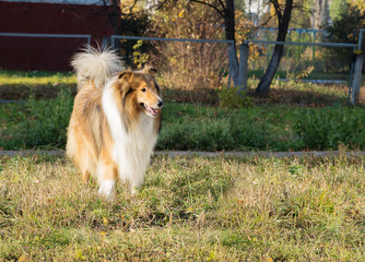 Fototapeta na wymiar Dog collie walks in the park