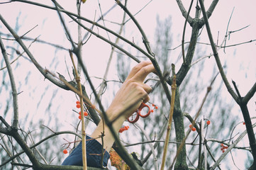 Harvesting guelder-rose