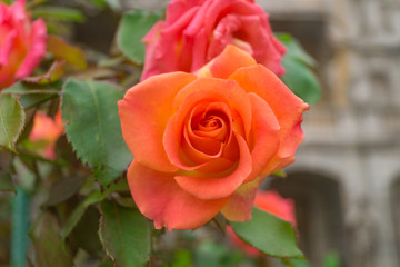 Orange rose grows in the garden on a nasty day