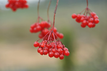 Red berries of viburnum on branch