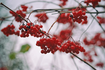 Red berries of viburnum on branch