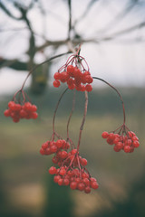 Red berries of viburnum on branch