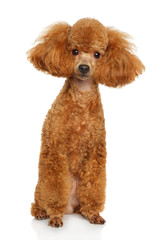 Miniature poodle puppy