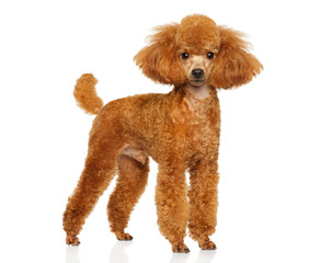 Miniature poodle puppy