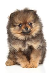 Obraz premium Pomeranian spitz puppy