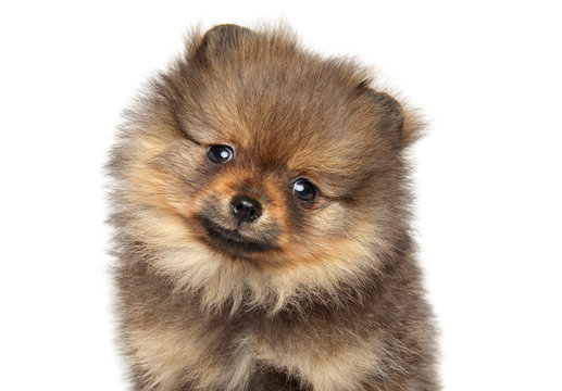 Pomeranian spitz puppy. Baby animal theme