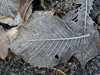 Frozen leaf