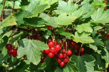 Rote Johannisbeere, auch Rote Ribisel genannt