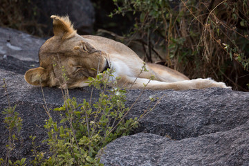 Löwe - Panthera leo