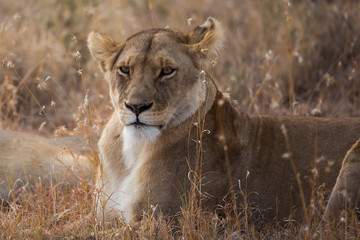 Löwe - panthera leo
