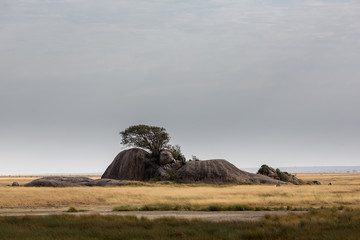 Tansania - Nationalpark Serengeti