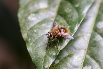 Bee sitting on a leaf