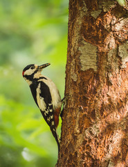 Woodpecker feeds chicks