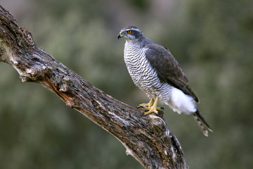 Northern goshawk, Accipiter gentilis