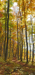 Fototapeta premium Beautiful panorama - beeches in the autumn forest, trees covered with colored leaves