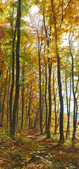 Beautiful panorama - beeches in the autumn forest, trees covered with colored leaves
