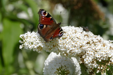 Tagpfauenauge/Aglais io auf weißem Schmetterlingsstrauch/Budleia