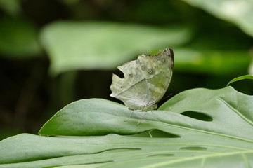 Morpho polyphemus in Ruhehaltungauf einem Monstera Blatt