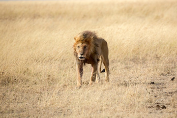 Löwe - panthera leo